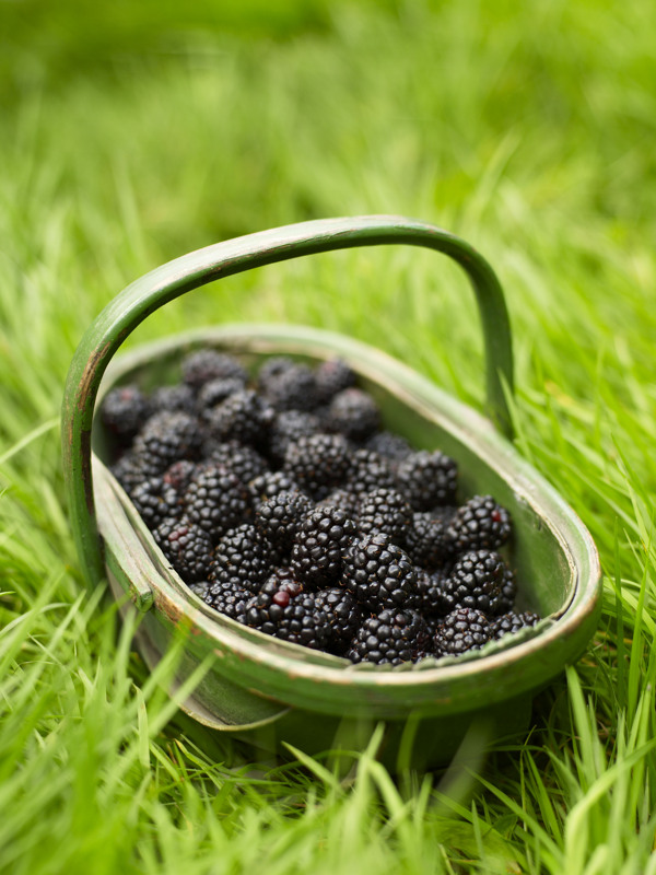 黑莓篮子图片