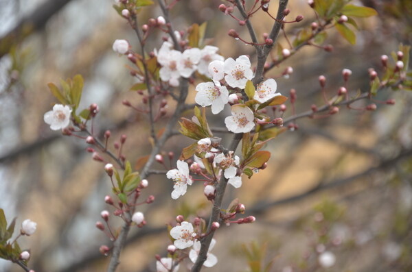 紫叶李的花