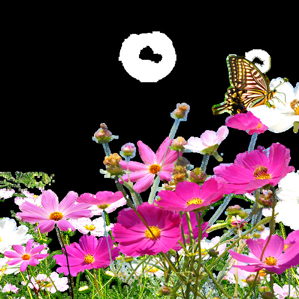 春季蝴蝶和鲜花卡通透明素材