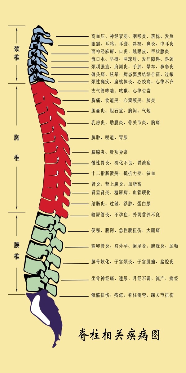 脊柱相关疾病图