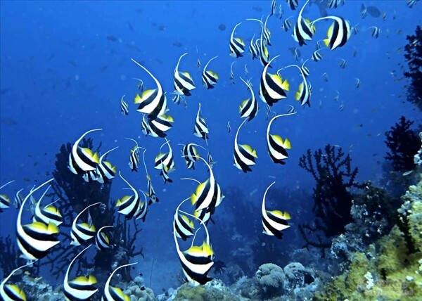 海底美景海洋海洋生物图片