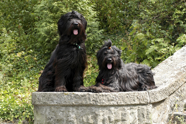 石板上的两只宠物狗