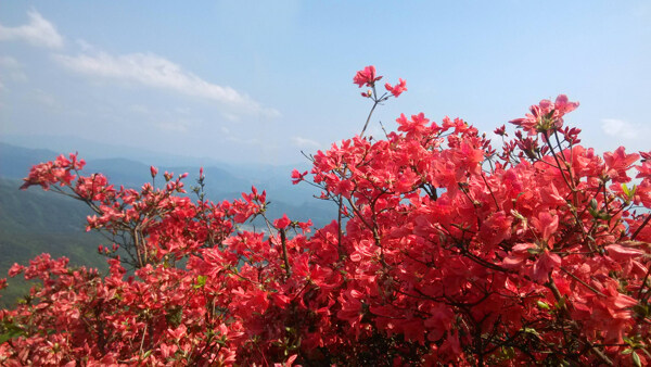 杜鹃花图片