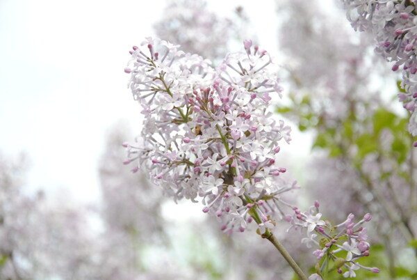 紫丁香花图片