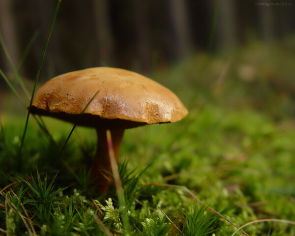 森林里的蘑菇素材