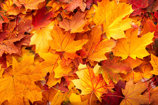 秋天树叶背景底纹图片