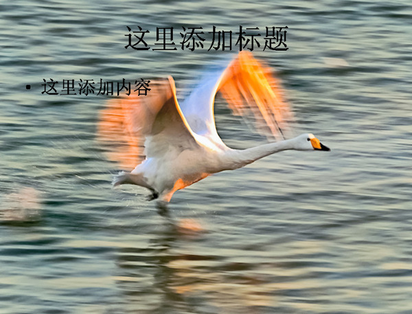 大自然鸟类飞行摄影高清ppt封面7