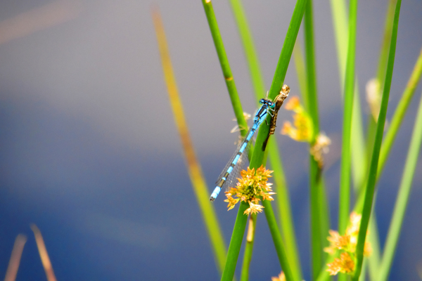 蜻蜓小草自然生物背景素材