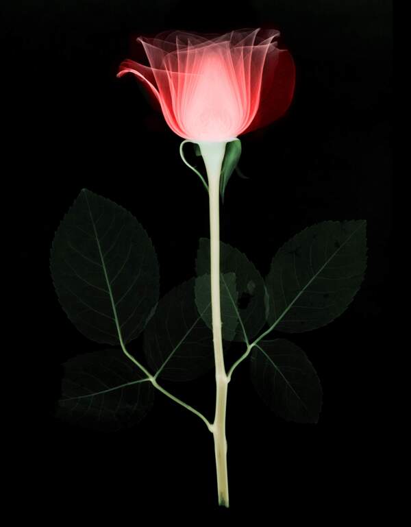 玫瑰花X光照片图片