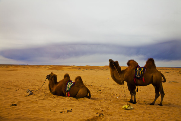 大漠骆驼图片
