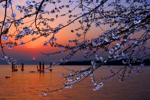 太湖鼋头渚国际樱花图片