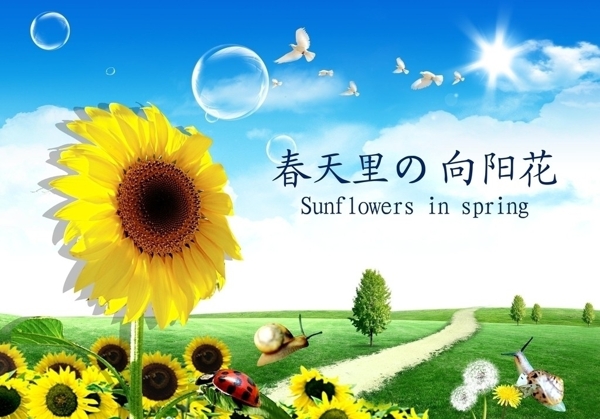 春天里的向阳花图片