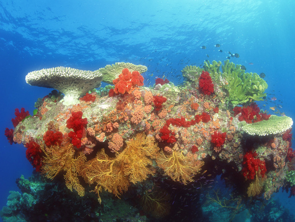 海洋生物