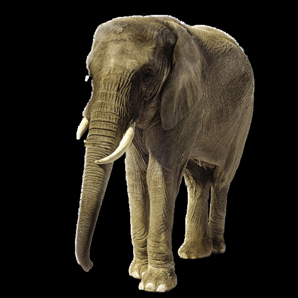 古董化石大象元素