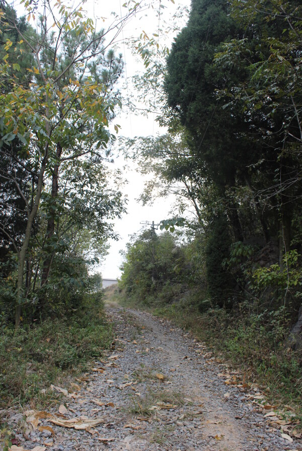 回家的山路