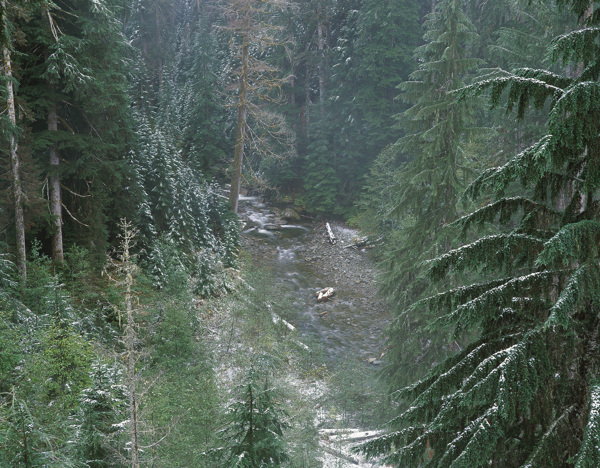 高山绿树