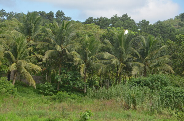 椰子林图片