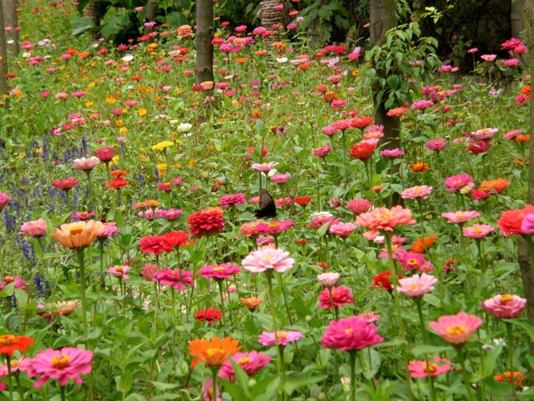 鲜花图片