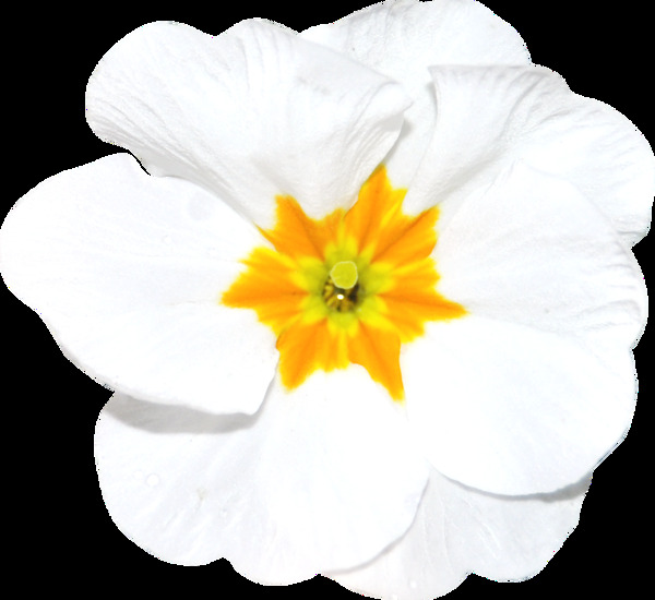 手绘一朵白色鲜花png透明素材