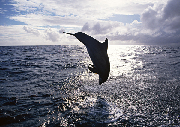 海面海豚摄影图片