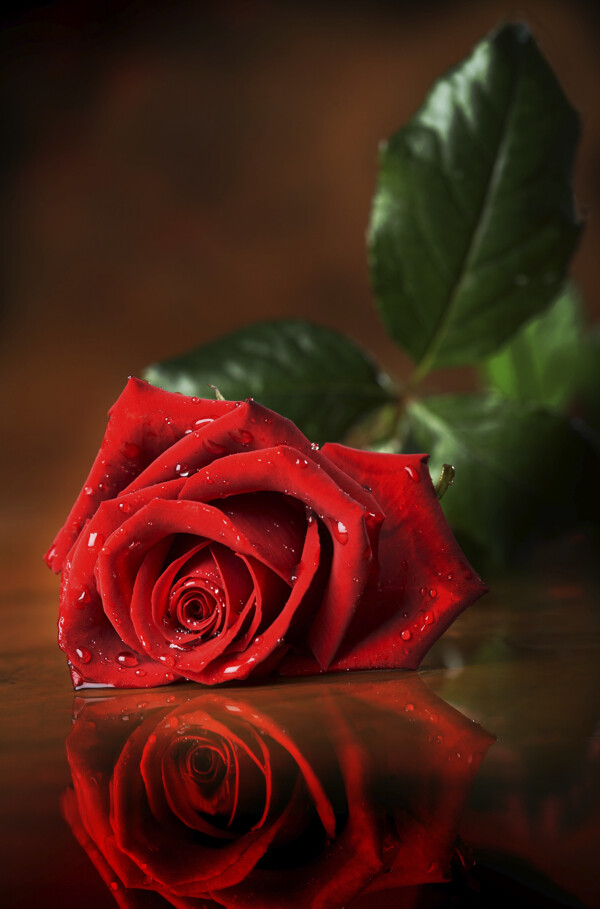 玫瑰花摄影素材图片