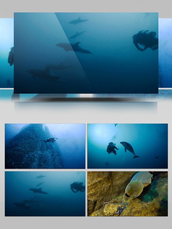 海底动物鲨鱼实拍素材