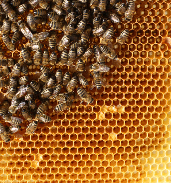 蜜蜂与蜂巢图片