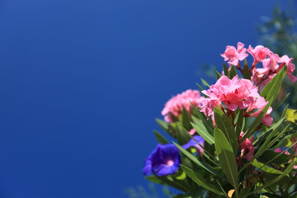 蓝天下盛开的夹竹桃花朵
