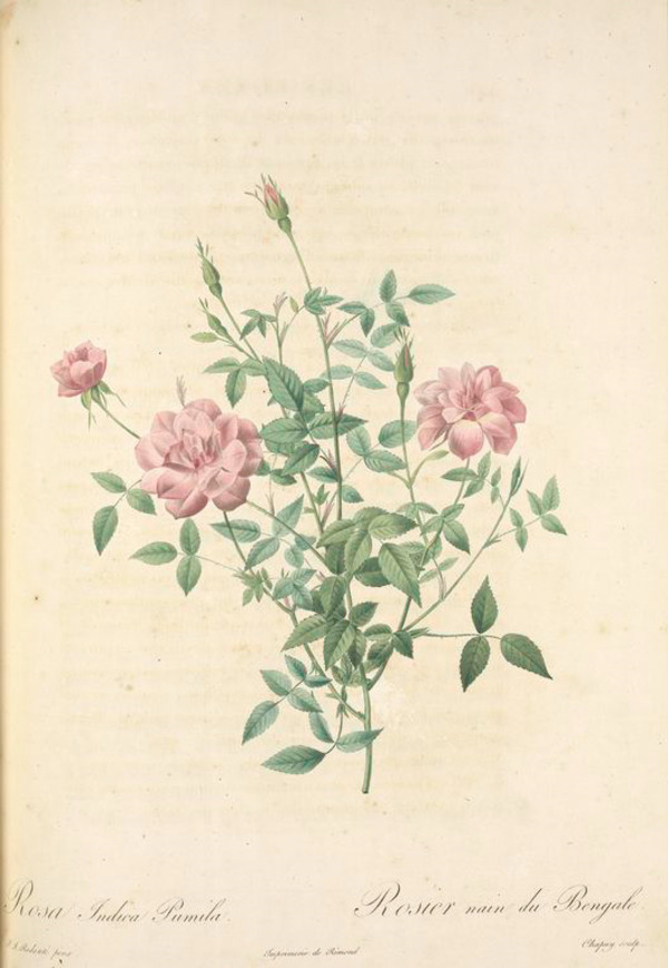 复古油画玫瑰花卉