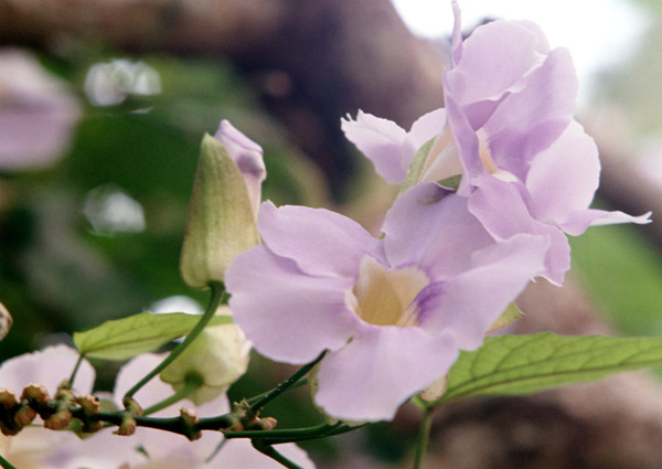 鲜花特写