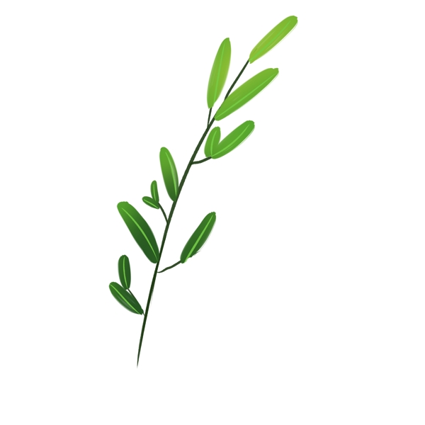 绿色桉树叶植物插画