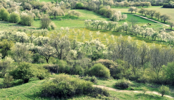 春天树木风景图片