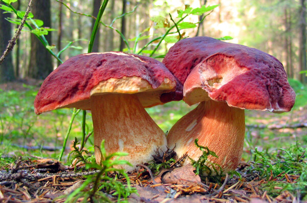 森林里的两个红菇图片