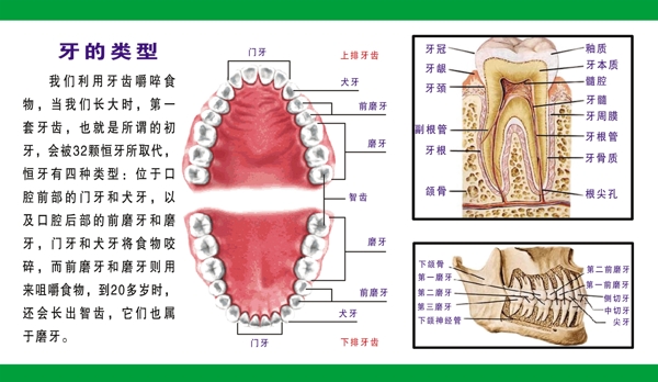 牙齿结构图图片