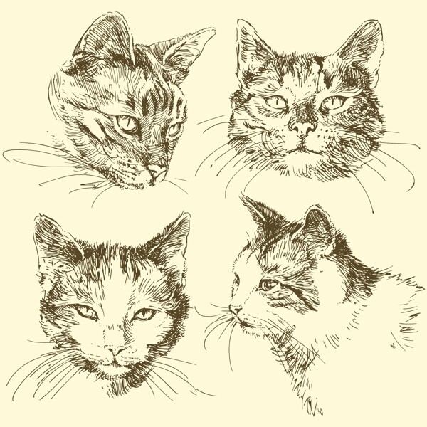 素描猫咪猫头图片