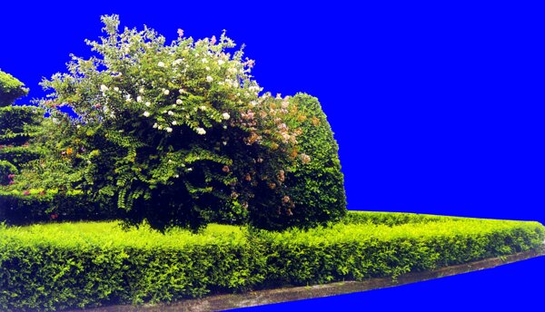 灌木植物贴图素材建筑装饰JPG2025