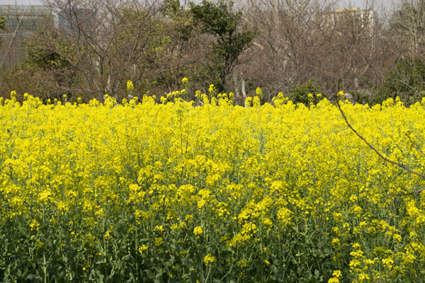 春天一片黄色油菜花风景摄影