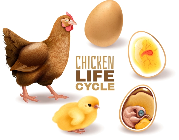 鸡蛋孵化小鸡过程图片