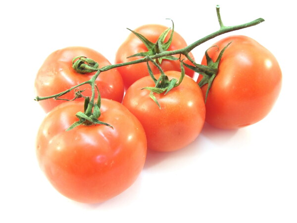 新鲜小番茄图片