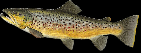 黄褐色鱼图片免抠png透明图层素材