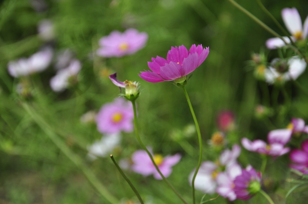 漂亮波斯菊