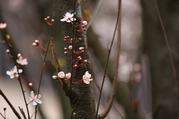 紫叶李