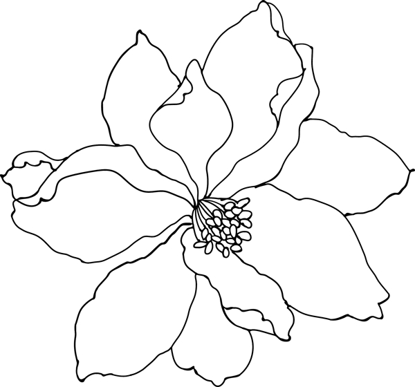 韩国花纹III183植物flower44幅图片