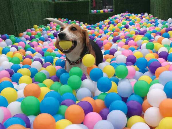 狗狗玩球