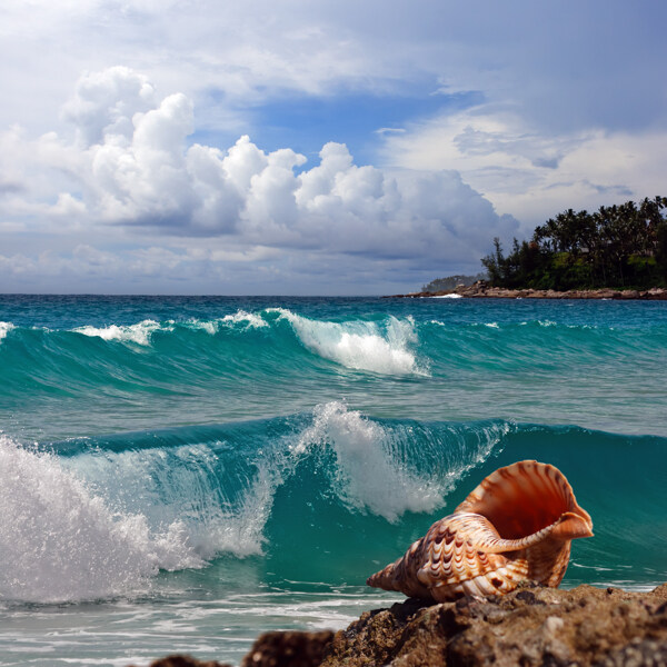沙滩海螺浪花图片