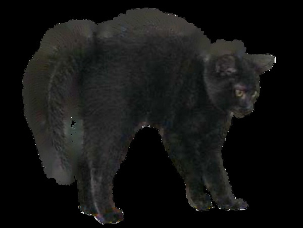 长毛黑猫免抠png透明素材