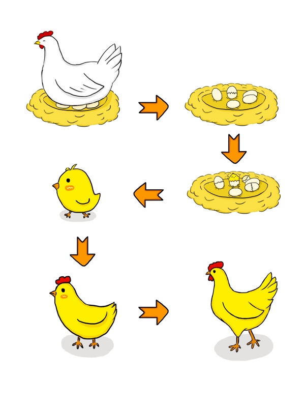小鸡生长过程手绘插画卡通套图