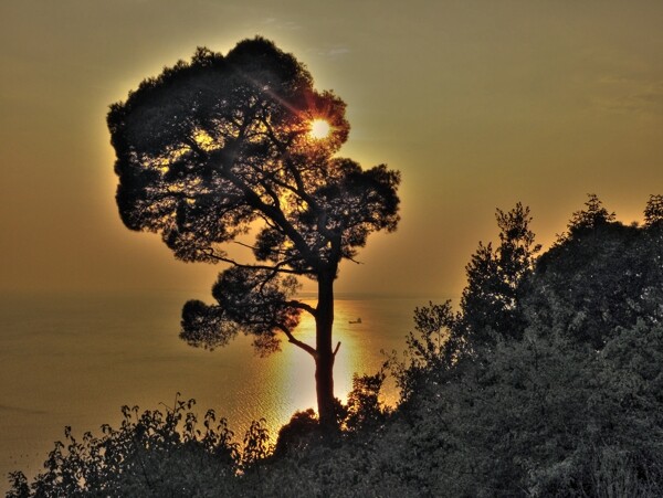 夕阳下树的剪影图片