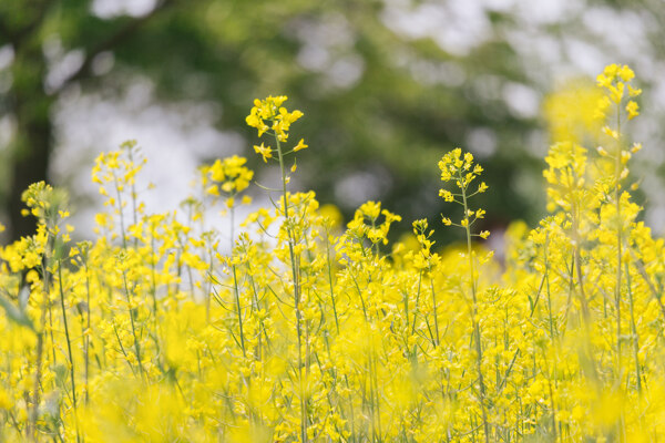 油菜花