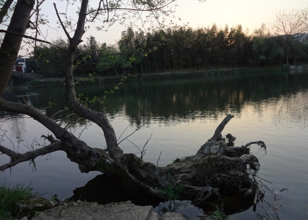 湖面树根图片